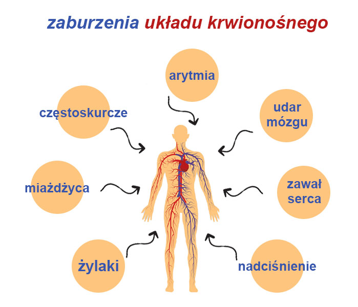 Choroby I Higiena Układu Rozrodczego Jak dbać o układ krwionośny– w 4 punktach